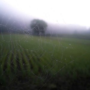 Et error consectetur est